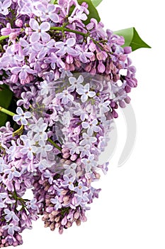 Violet bouquet of lilac