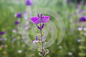 Violet bracts of annual clary