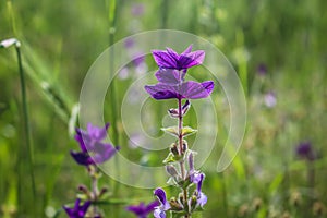 Violet bracts of annual clary