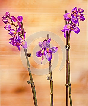 Violet branch orchid flowers, Orchidaceae, Phalaenopsis known as the Moth Orchid.