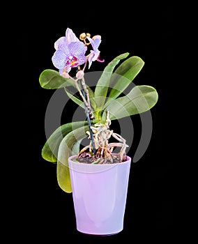 Violet branch orchid flowers, vase, flowerpot, Orchidaceae, Phalaenopsis known as the Moth Orchid, abbreviated Phal.