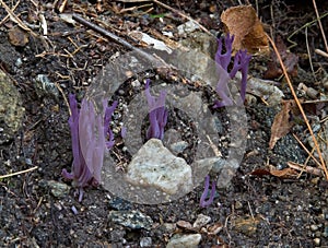 Violet branched coral fungus