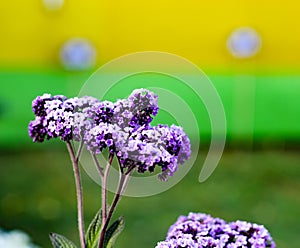 Violet Buddleja or Buddleia butterfly bush flower shalow depth of field photo