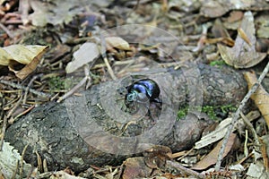 Violet bug. Macro Cetonia aurata.