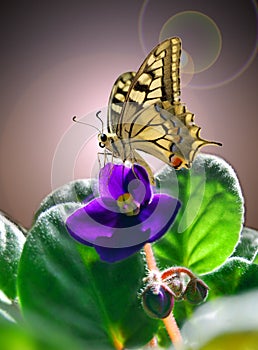 Violet and butterfly