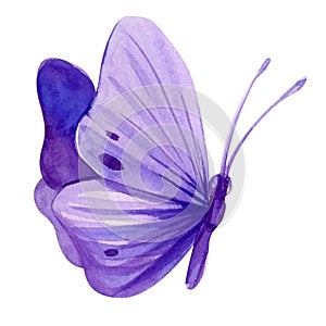 Violet butterfly on isolated white background, watercolor illustration, purple butterfly