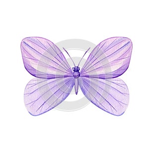 Violet butterfly on isolated white background, watercolor illustration, purple butterfly