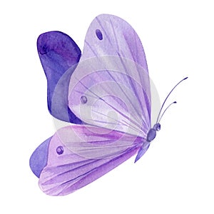 Violet butterfly on isolated white background, watercolor illustration, purple butterfly