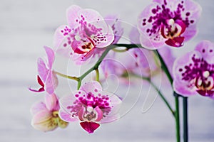 Violet butterfly orchid macro photo in front of a white background