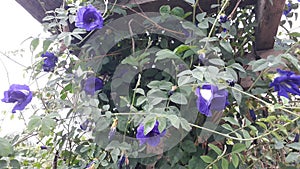 Violet butterfly pea flower
