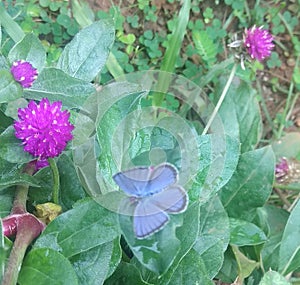 Violet butterfly on purple globe amaranth flower in garden