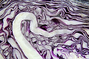 Half of a purple cabbage used for salads and food seasonings, with white hooked vein photo