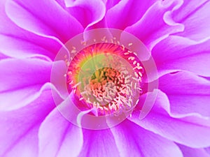 Violet Cactus Flower