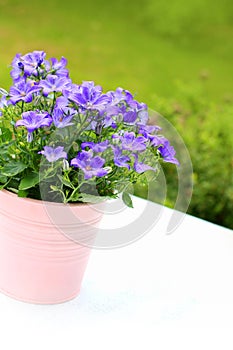 Violet campanula flowers close up