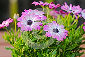 Violet Cape daisy with purple center