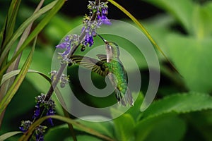 Violet-capped Woodnymph - Female Hummingbird