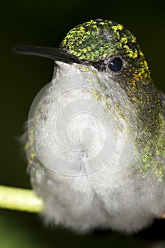 Violet-capped woodnymph hummingbird portrait