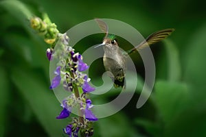 Violet-capped Woodnymph - Female Hummingbird photo