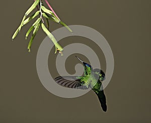 Violet-capped woodnympth, Thalurania glaucopis