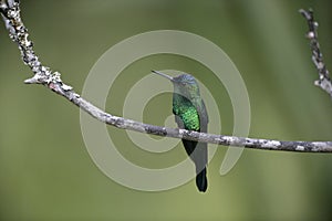 Violet-capped woodnympth, Thalurania glaucopis