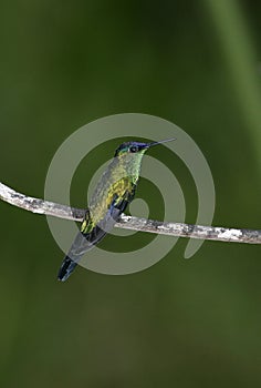 Violet-capped woodnympth, Thalurania glaucopis