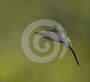 Violet-capped woodnympth, Thalurania glaucopis