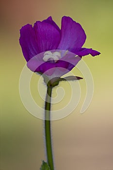 violet carnation in the colors photo
