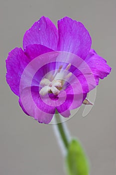 Violet carnation and grey photo
