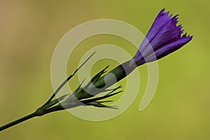 violet carnation wild sylvestris photo