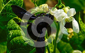 Violet Carpenter Bee