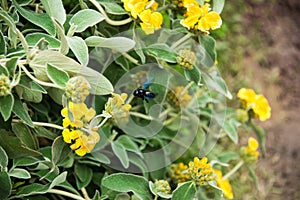 Violet Carpenter Bee in a floral background