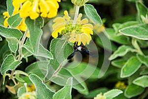 Violet Carpenter Bee in a floral background