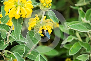 Violet Carpenter Bee in a floral background