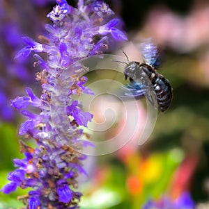 Violet carpenter bee flying to a  sage flower