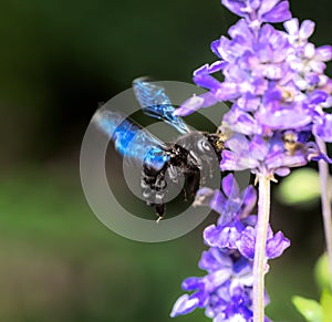 Violet carpenter bee flying to a  sage flower