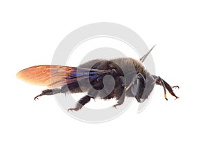 Violet carpenter bee isolated on white background, Xylocopa violacea