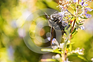 Violet carpenter bee on rosemary