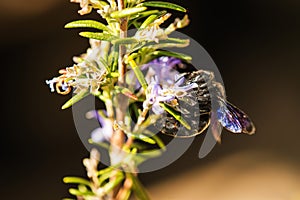 Violet carpenter bee on rosemary