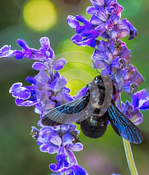 Violet carpenter bee on a sage flower