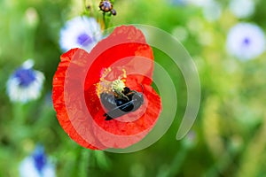 Violet carpenter bee sitting on a red poppy blossom, pollination and wildlife