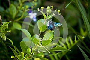 A violet carpenter bee is sucking flower. Violet carpenter bee is also call Xylocopa.