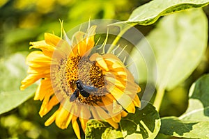 Violet carpenter bee on sunflower. Xylocopa violacea