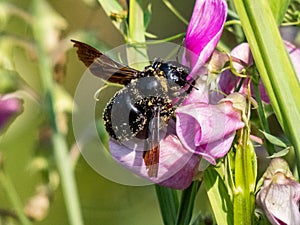 Violet carpenter bee Xylocopa violacea closeup