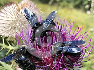 Violet carpenter bee Xylocopa violacea, Die GroÃŸe Blaue Holzbiene, Blauschwarze, ViolettflÃ¼gelige Holzbiene