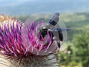 Violet carpenter bee Xylocopa violacea, Die GroÃŸe Blaue Holzbiene, Blauschwarze, ViolettflÃ¼gelige Holzbiene