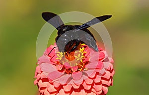 The violet carpenter bee, Xylocopa violacea on a flower