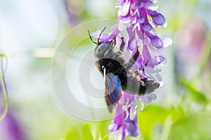 Violet Carpenter bee Xylocopa violacea pollinates a purple flower common vetch or tares flower.