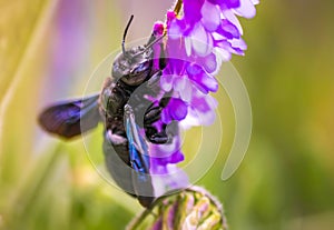 Violet Carpenter bee Xylocopa violacea pollinates a purple flower on a field.