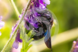 Violet Carpenter bee Xylocopa violacea pollinates a purple flower on a field.