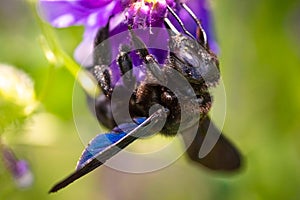 Violet Carpenter bee Xylocopa violacea pollinates a purple flower on a field.